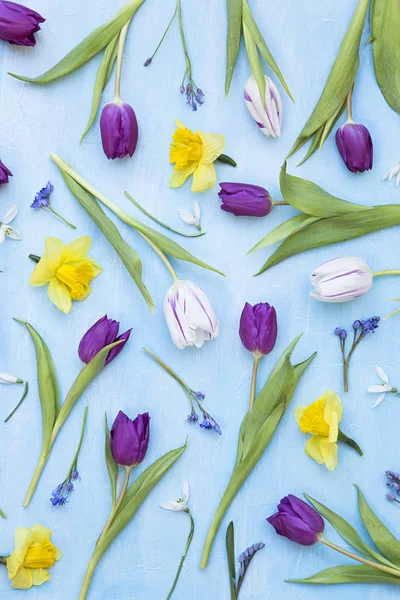Tulipanes, narcisos y gotas de nieve — Foto de Stock