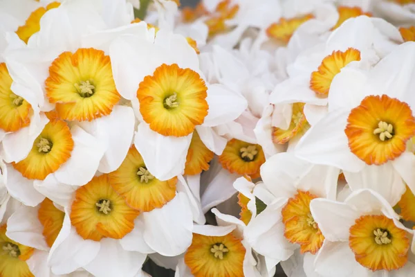 Белый весенний нарцисс — стоковое фото