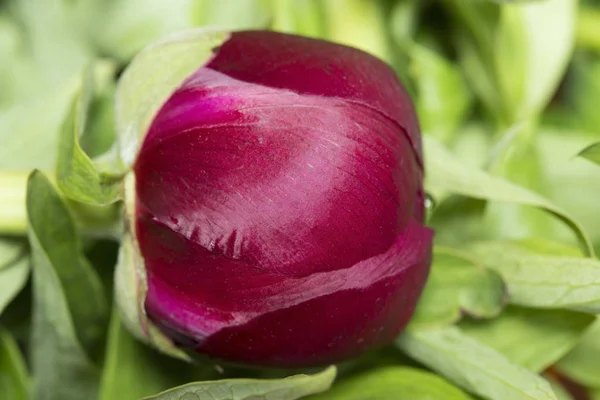 Mor Şakayık bud — Stok fotoğraf