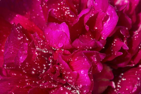 Peônia roxa com gota d 'água — Fotografia de Stock