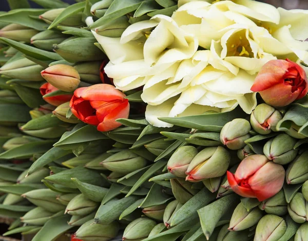 Högen av vita och Röda tulpaner — Stockfoto