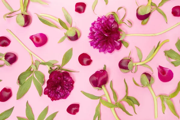 Purple peonies on pink — Stock Photo, Image