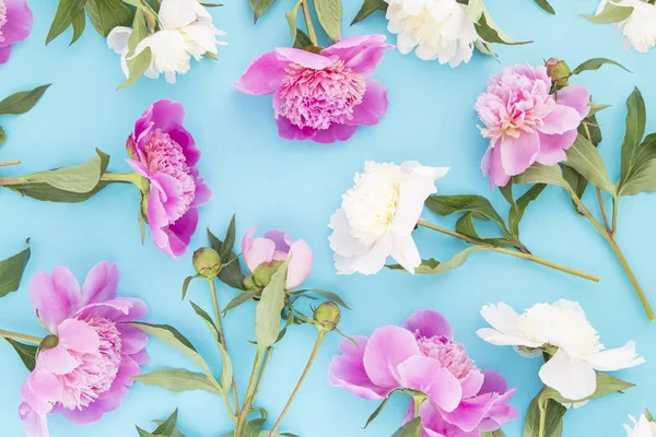 Pink and white peonies — Stock Photo, Image