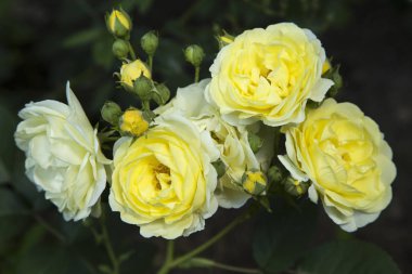 Bahçedeki sarı güller