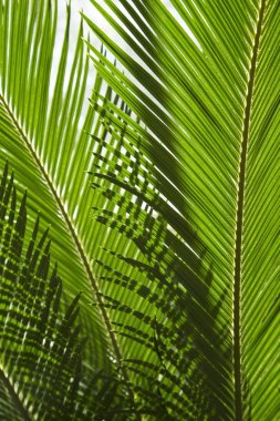 Yeşil palmiye ağacı