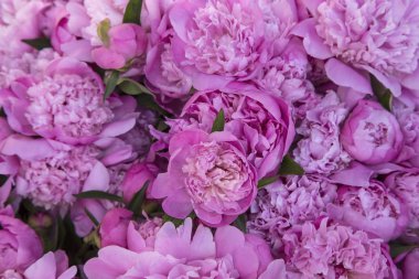 Pembe peonies arka plan