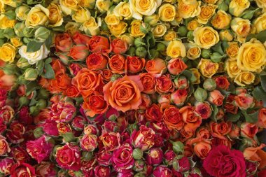 renkli gül arka plan