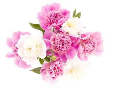 Beyaz ve pembe peonies