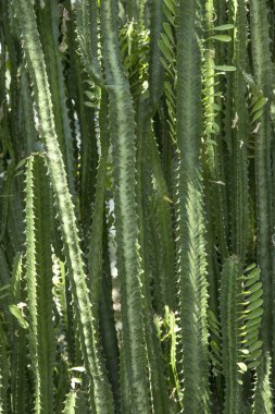 Yeşil kaktüs