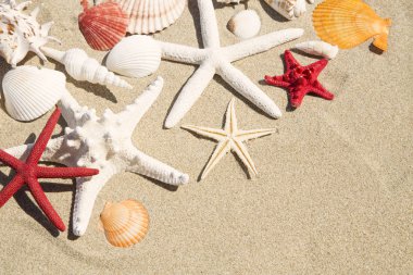 Deniz ve deniz yıldızı