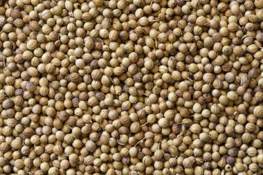 kişniş tohumu doku