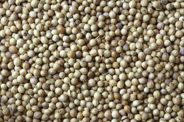 kişniş tohumu doku