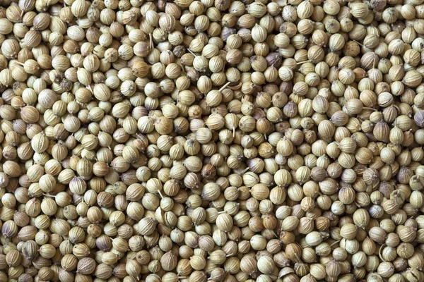 kişniş tohumu doku