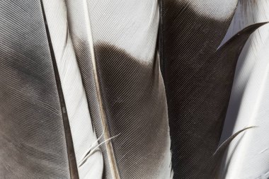 Çeşitli tüyler doku