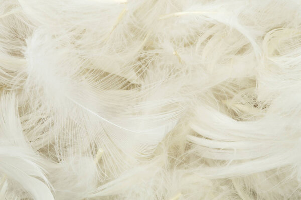 White feathers texture