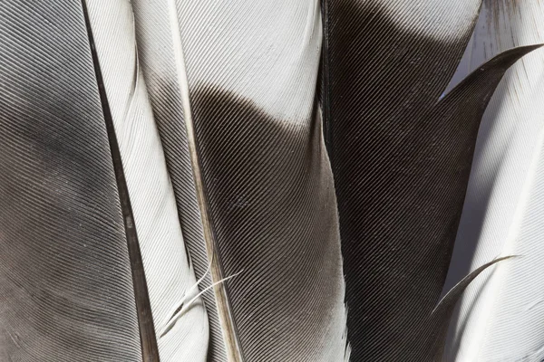 Çeşitli tüyler doku