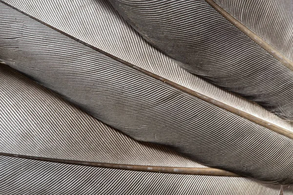 Geçiş yumuşatma doku yakın çekim