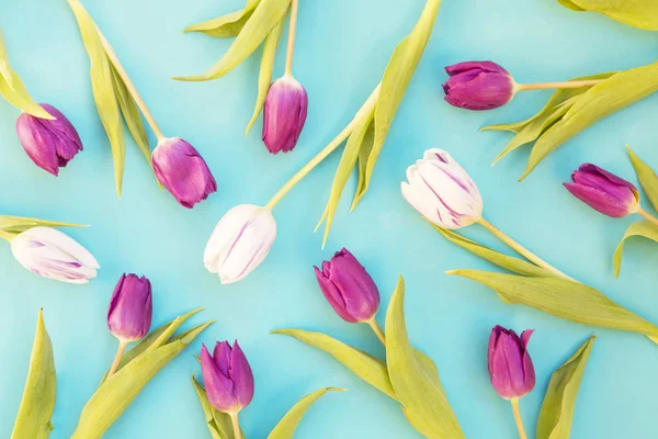 Tulipanes blancos y morados — Foto de Stock