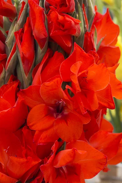 Röd gladiolus närbild — Stockfoto