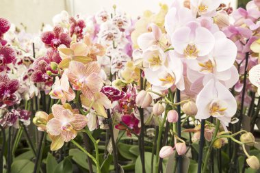 renkli orkide yakın çekim