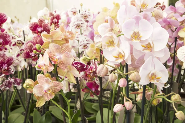 renkli orkide yakın çekim