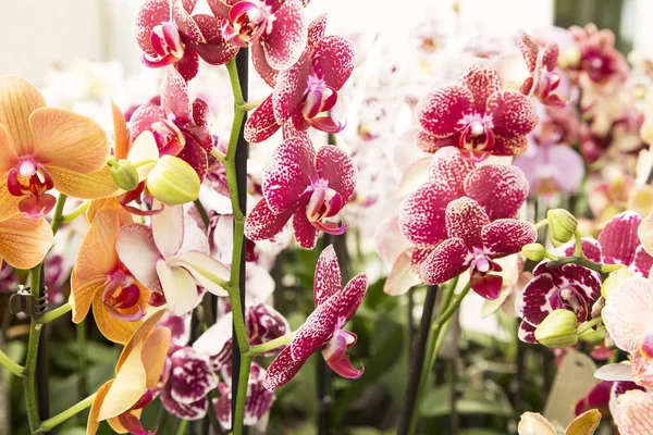 renkli orkide yakın çekim