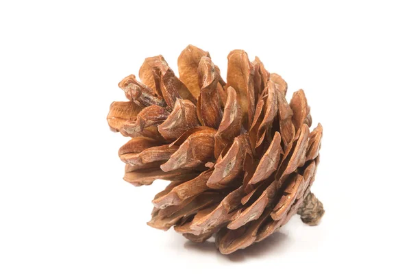 Pojedynczy pinecone na białym tle — Zdjęcie stockowe