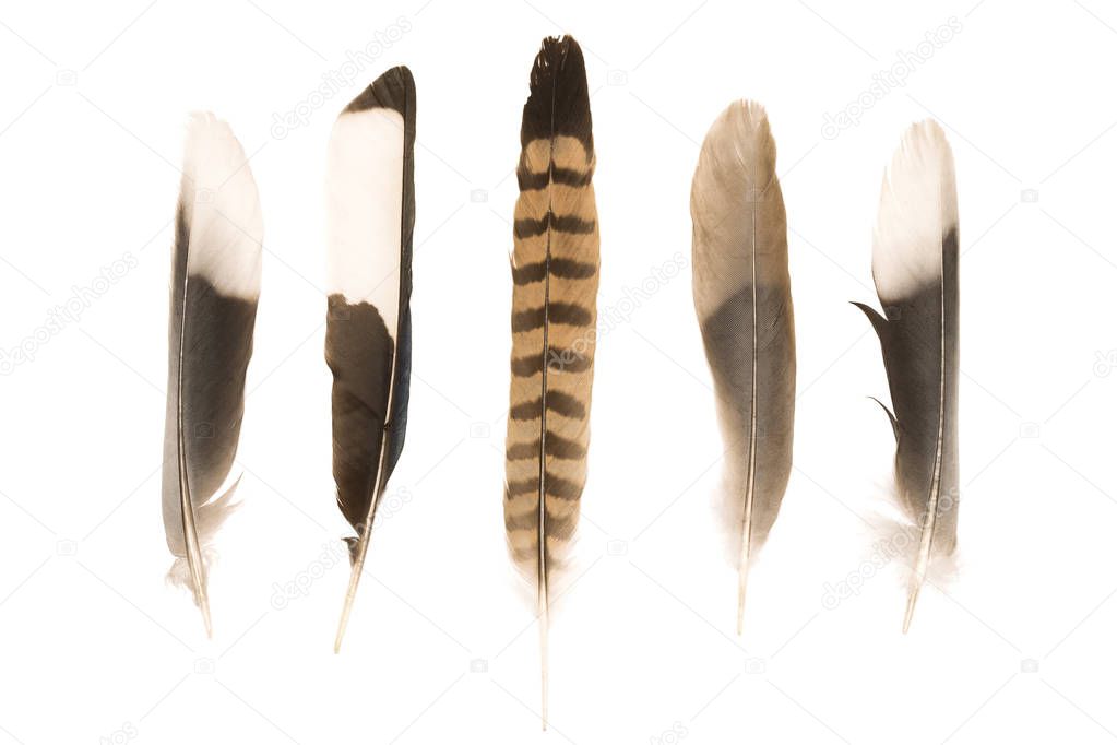 Various feathers on white