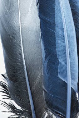 Saydam güvercin tüyü