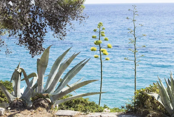 The Mediterranean garden