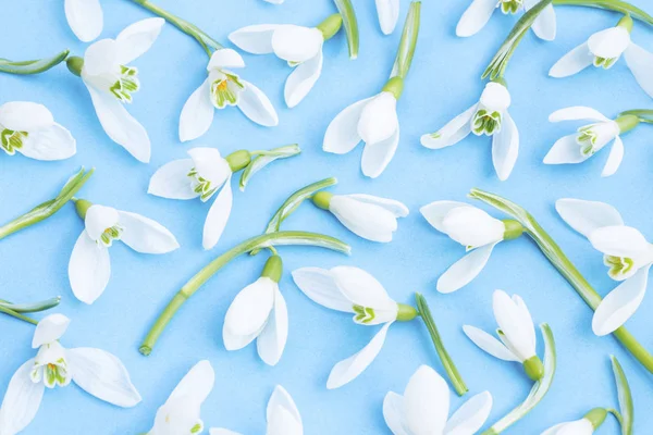 Mavi beyaz bahar kardelen