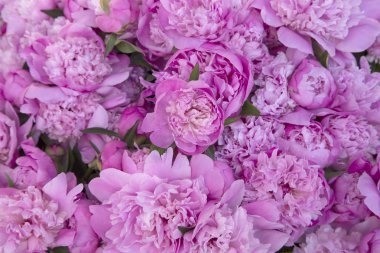 Arka plan olarak pembe peonies