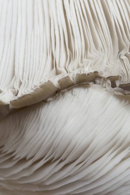 İstiridye mantar doku