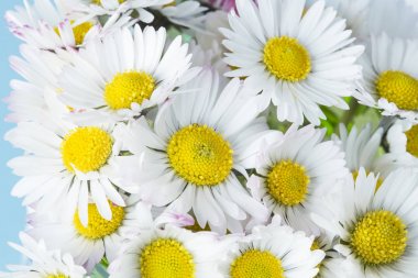 Beyaz papatyalar kapanıyor