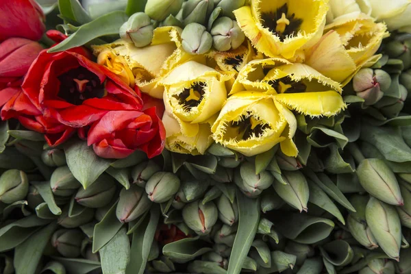 Högen av tulpaner — Stockfoto