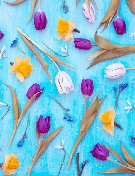 Tulipanes y un narciso — Foto de Stock