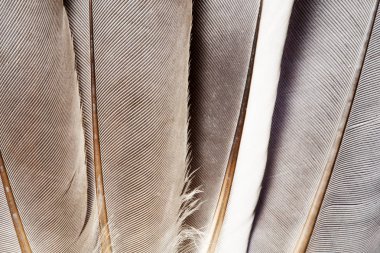 Geçiş yumuşatma doku yakın çekim