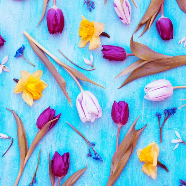 Tulipanes y narcisos — Foto de Stock