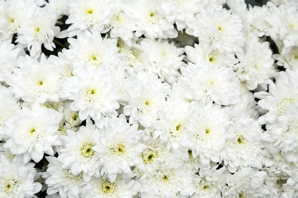 Білий хризантем — стокове фото