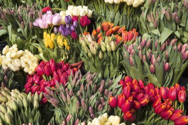 Piyasadaki renkli lalelerin buketleri