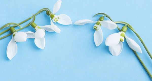 Весняні Проліски Синьому Фоні — стокове фото