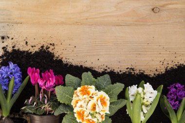 Bahar çiçekleri ve ahşap arka planda toprak