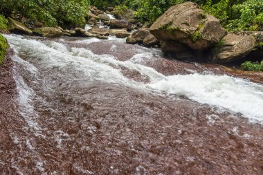 Dağ nehri yaz ormanlarında akıyor.