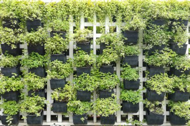 Tencere duvardaki küçük bitkiler.