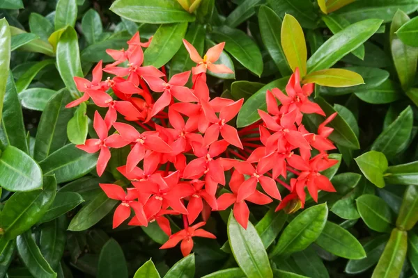 Flor vermelha de Ixora no jardim tropical verde — Fotografia de Stock