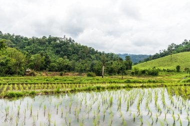 Pirinç tarlaları Tayland'da yağmur mevsimi teraslı büyüyen.