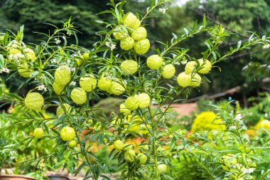 yağmurlu bir gün düşüş çiy ile balon bitki.