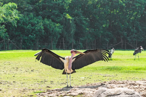 La cigüeña de Marabú es alas abiertas bajo el cálido sol . — Foto de Stock