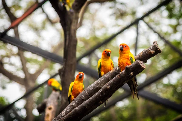 Sun Conure pappagallo è in piedi a ramo secco . — Foto Stock
