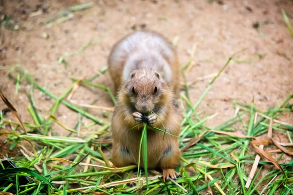 Zblízka portrétní prérijní pes jíst trávu. — Stock fotografie